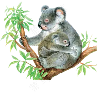 手绘水彩画考拉插图PNG免抠图片