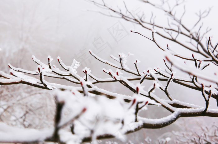 春天冰雪下坚强的嫩芽