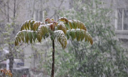 雪景风景 摄影雨中图片