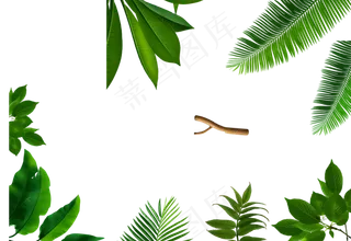 透明清新植物背景