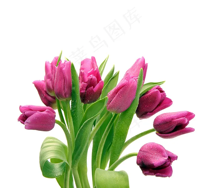 郁金香花束背景图