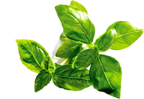 绿叶树叶春天素材