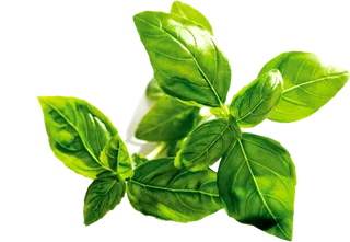 绿叶树叶春天素材