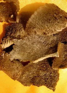 鹿茸图片 鹿茸图片