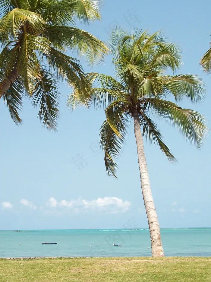 夏威夷海滩棕榈树图片