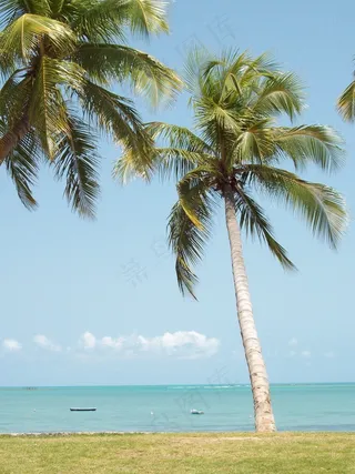 夏威夷海滩棕榈树图片