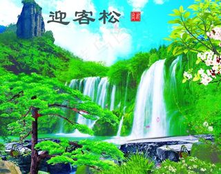 迎客松图片