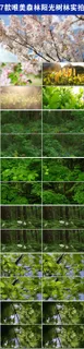7款树林小清新美景阳光实拍视频
