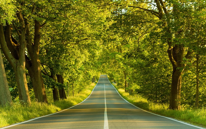 林荫公路图片