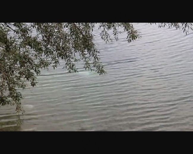 湖边的大树素材下载