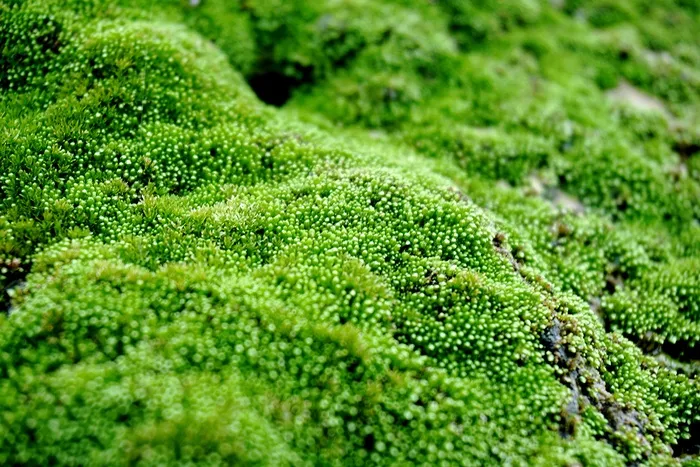苔藓图片