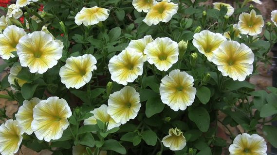 意大利的黄色和白色的矮牵牛股票视频