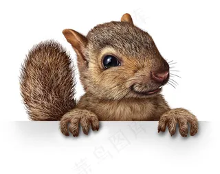 松鼠与广告牌图片