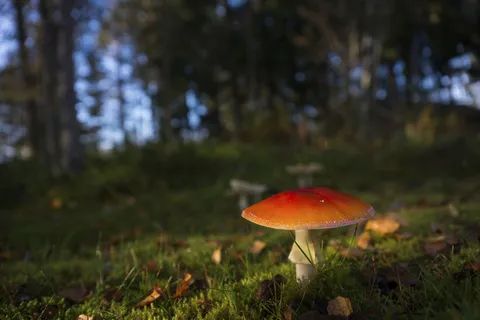 草地上的蘑菇图片