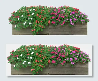 花簇植物抠图素材