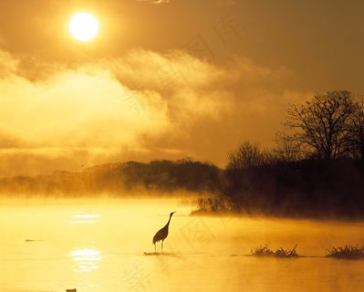 黄昏 仙鹤图片