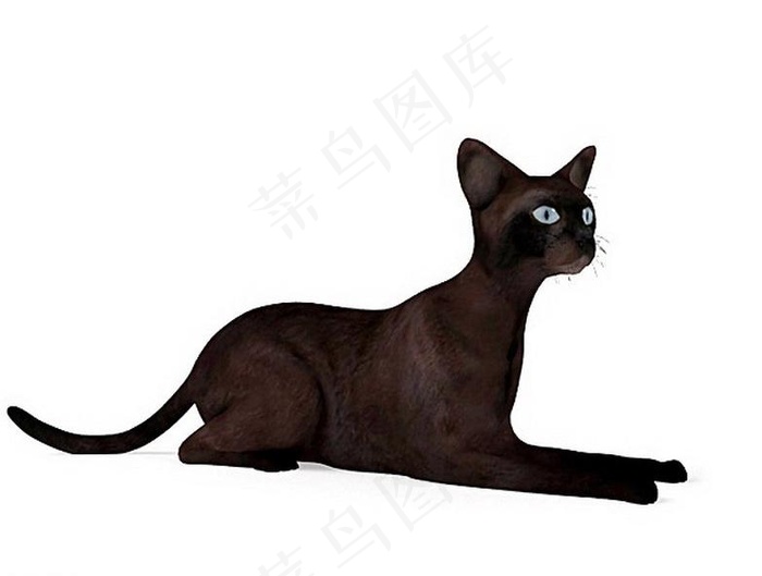 猫 猫咪 动物图片