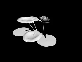 植物荷花装饰素材室内用品素材荷花3...