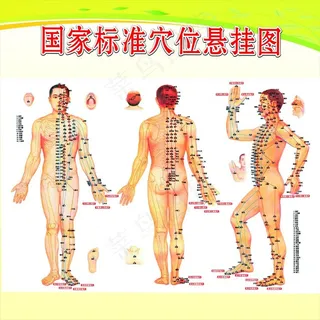 国家标准精确人体穴位