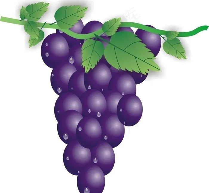 紫色水晶葡萄图片cdr矢量模版下载