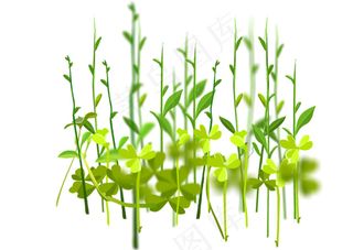 绿色小草