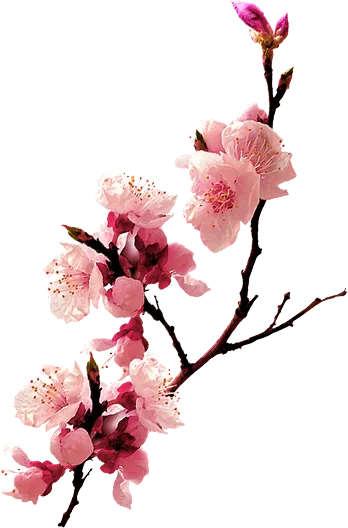 福字  过节  过年   