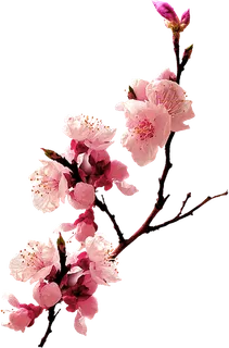 福字  过节  过年   