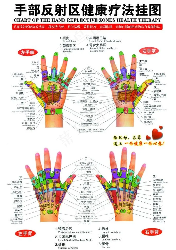 手部反射区健康疗法挂图图片psd模版下载