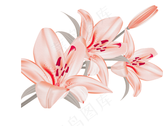 鲜花素材