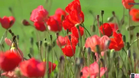 红色鲜花盛开视频素材素材下载 红色鲜花盛开视频素材素材下载