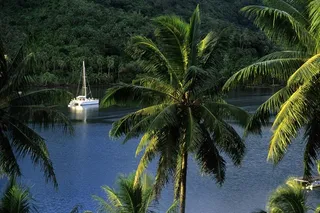 雨林素材下载图片