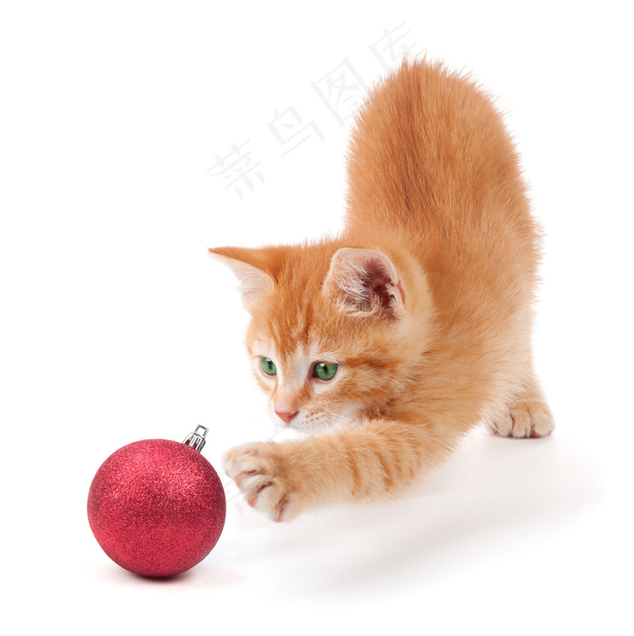 可爱小猫与圣诞球图片