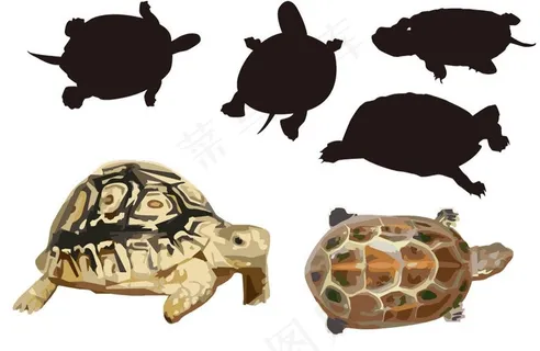 乌龟图片