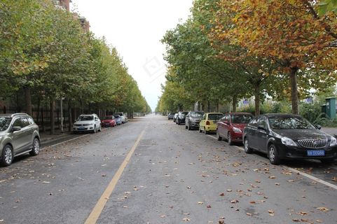 西电梧桐大道图片