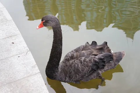 黑天鹅图片