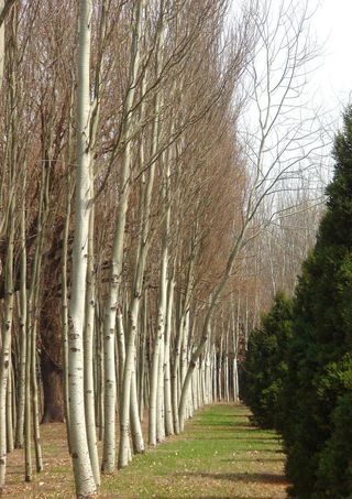 迟来春天一点绿图片