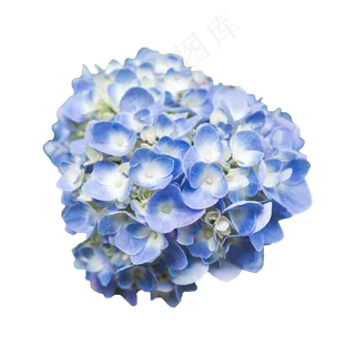 蓝色的绣球花 蓝色的绣球花