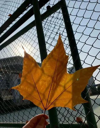 高清手拿枫叶图