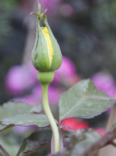 黄玫瑰图片 黄玫瑰图片