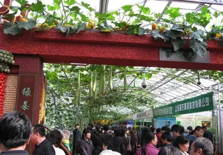 寿光蔬菜博览会图片