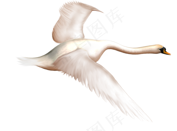 免抠png图片ps素材天鹅