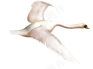 免抠png图片ps素材天鹅