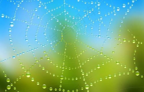 水珠水滴蜘蛛网图片