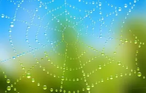 水珠水滴蜘蛛网图片