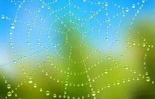 水珠水滴蜘蛛网图片