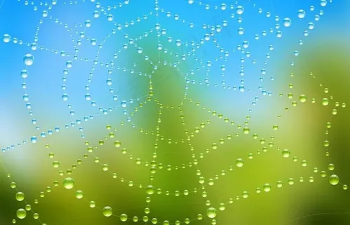 水珠水滴蜘蛛网图片 水珠水滴蜘蛛网图片