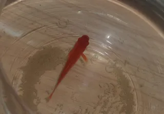 鱼 鱼缸 红鱼 流动图片