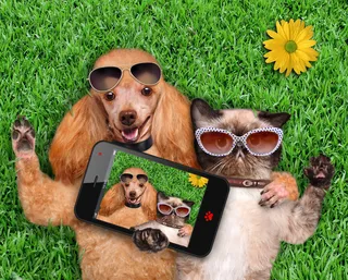 爱拍照的狗图片