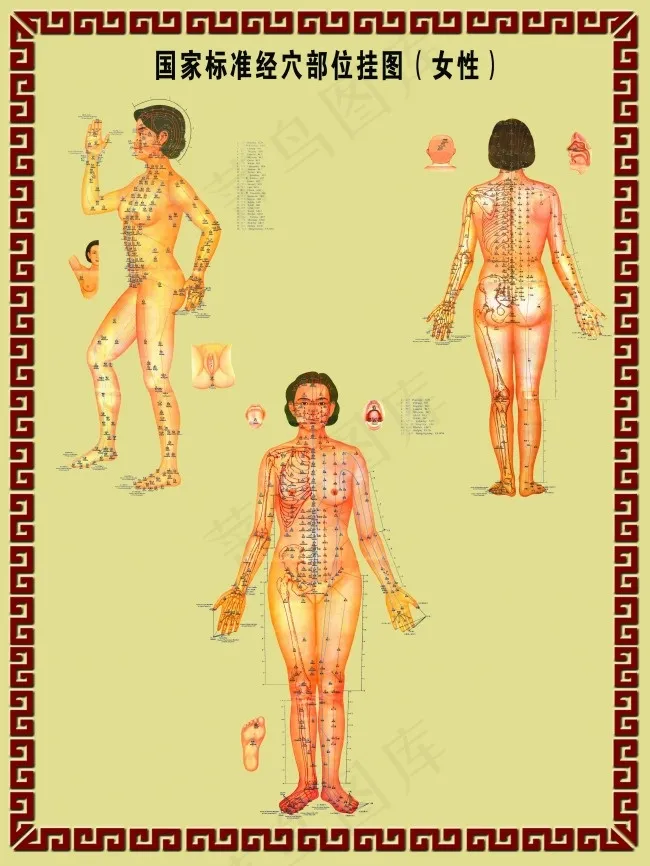 经脉穴位挂图(3402X4535(DPI:72))psd模版下载