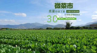 ps高清绿色菜田海报下载